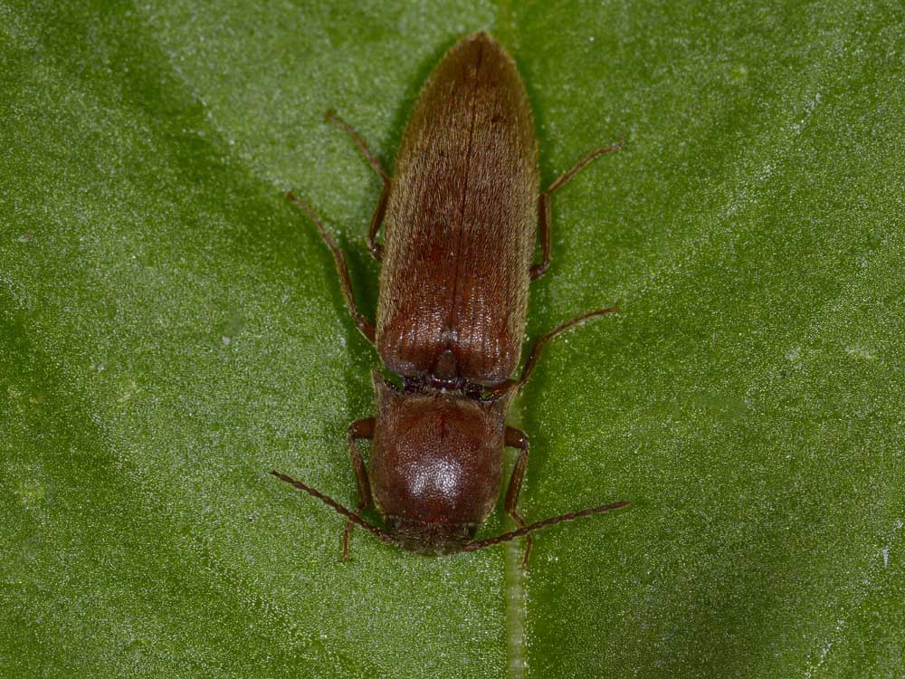 Agriotes litigiosus